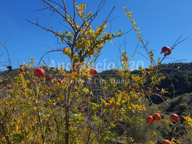 8 soverom Finca/Herregård til salgs i Malaga by - € 900 000 (Ref: 8619314)