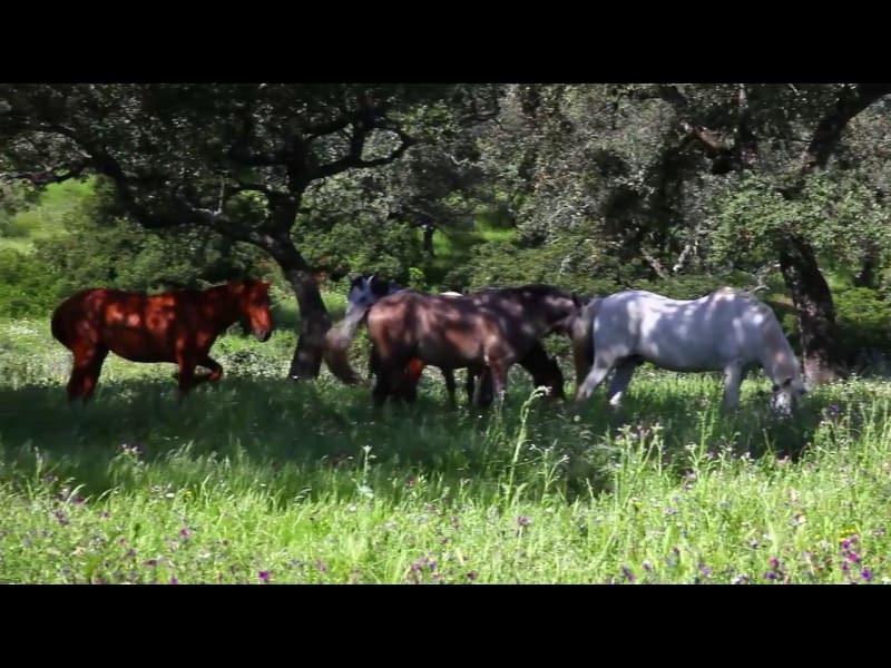 3 soveværelse Finca/Landehus til salg i Almodovar del Rio - € 2.500.000 (Ref: 8619319)