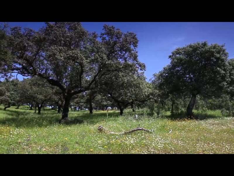 3 soveværelse Finca/Landehus til salg i Almodovar del Rio - € 2.500.000 (Ref: 8619319)