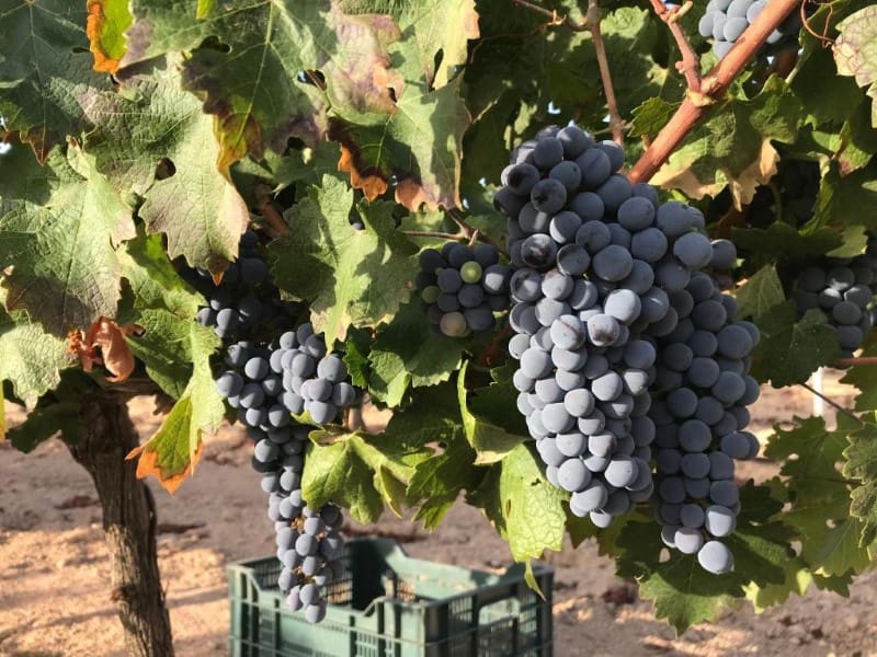 5 soveværelse Finca/Landehus til salg i Antequera - € 1.680.000 (Ref: 8619346)