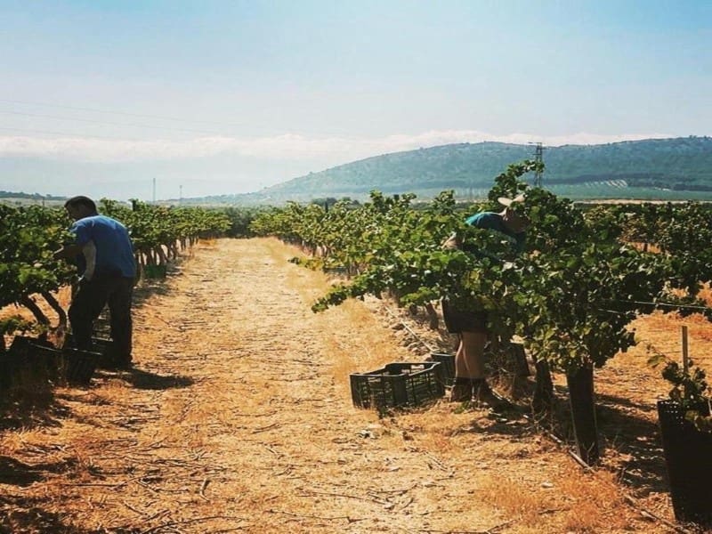 5 soveværelse Finca/Landehus til salg i Antequera - € 1.680.000 (Ref: 8619346)