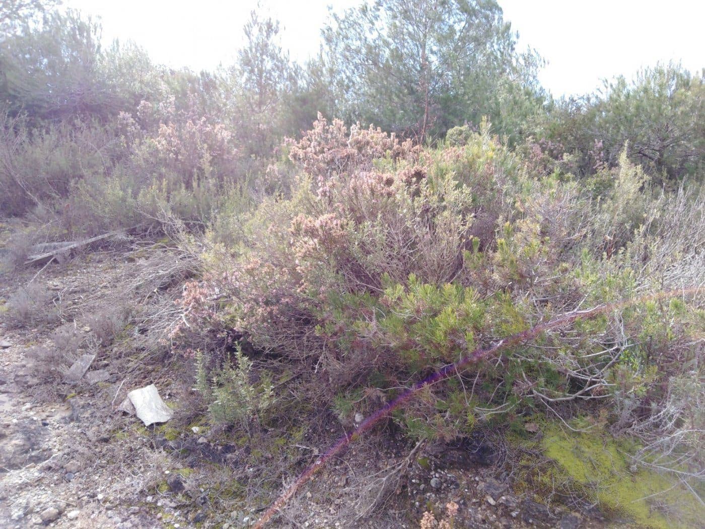 Byggegrund til salg i Barcelona by - € 70.000 (Ref: 9552723)