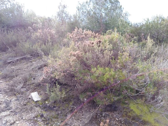 Byggegrund til salg i Barcelona by - € 70.000 (Ref: 9552723)