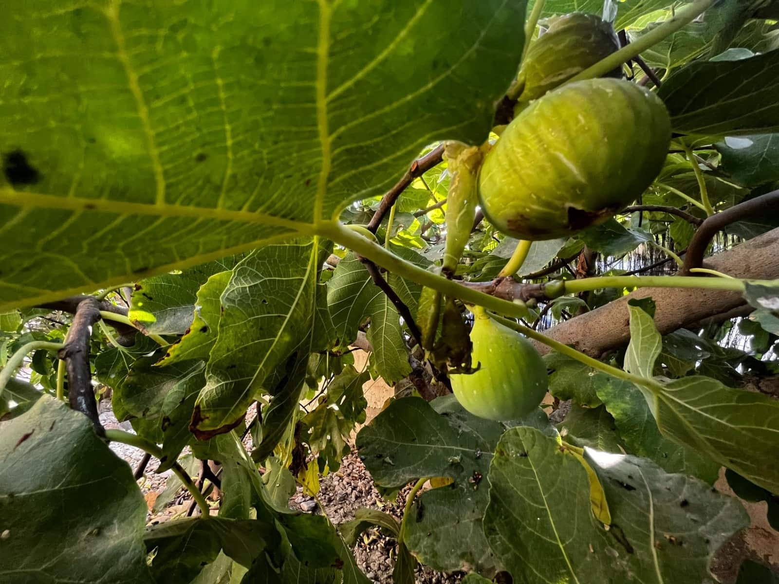 4 soverom Villa til salgs i Vera med svømmebasseng - € 690 000 (Ref: 7876920)