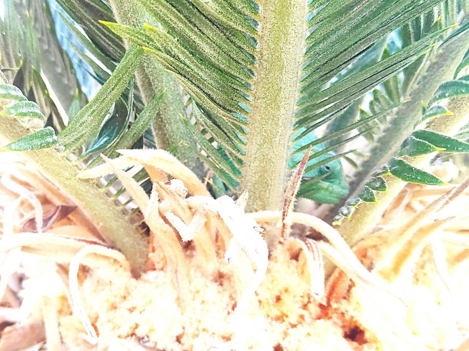 5 soverom Villa til salgs i Nijar med svømmebasseng garasje - € 569 000 (Ref: 8012899)