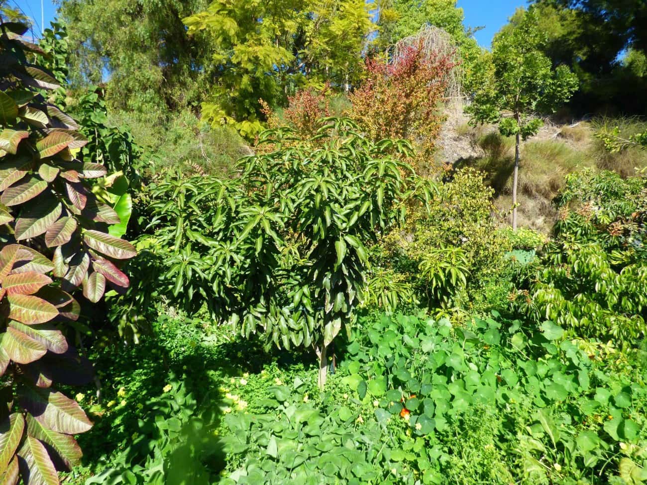 5 sypialnia Finka/Dom wiejski na sprzedaż w Nerja z basenem - 1 250 000 € (Ref: 8093945)