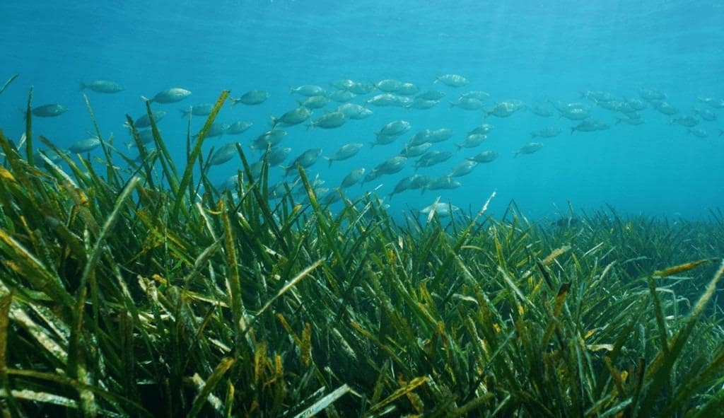 4 bedroom Villa for sale in Benissa with pool - € 4,200,000 (Ref: 9505849)