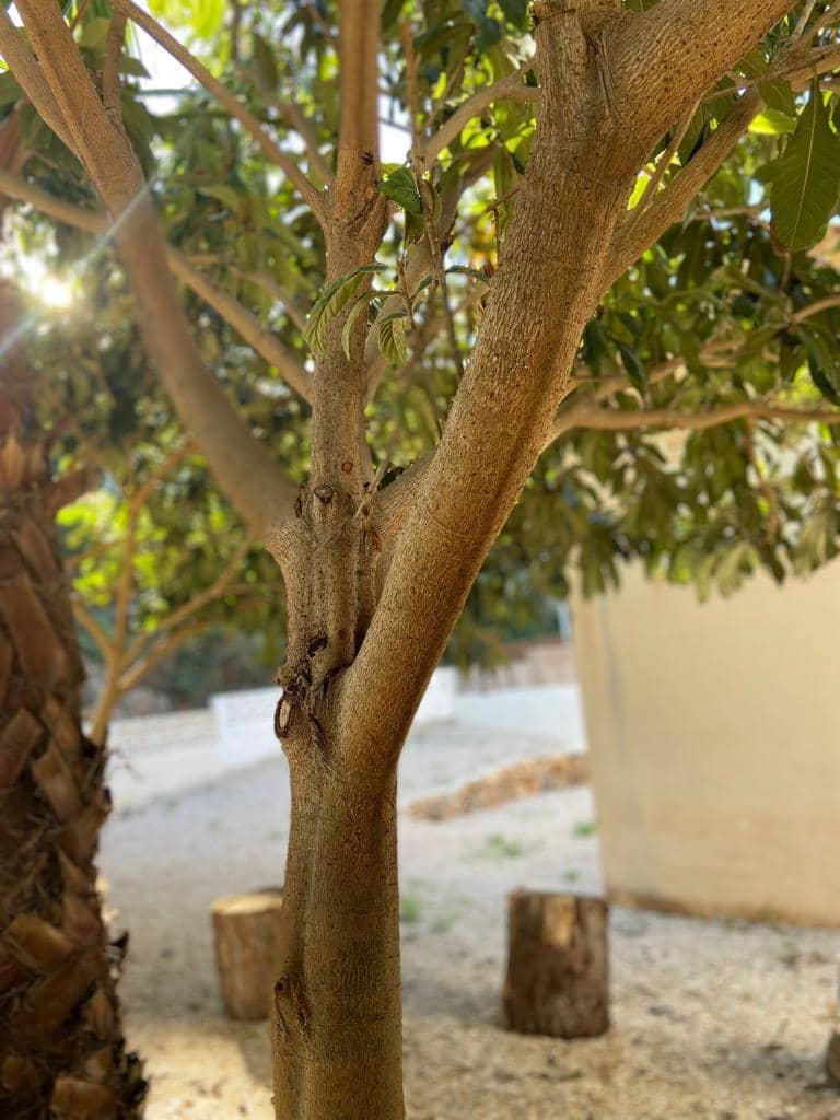 6 soveværelse Villa til salg i La Font d'En Carros med swimmingpool garage - € 450.000 (Ref: 8005086)