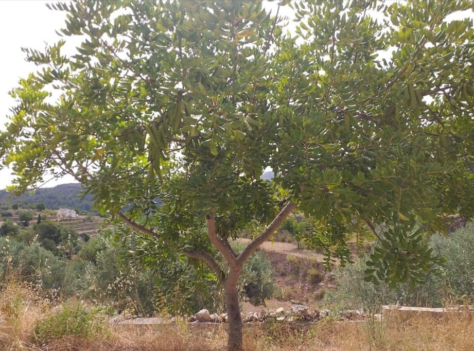 Byggetomt til salgs i Benissa - € 24 500 (Ref: 8987152)