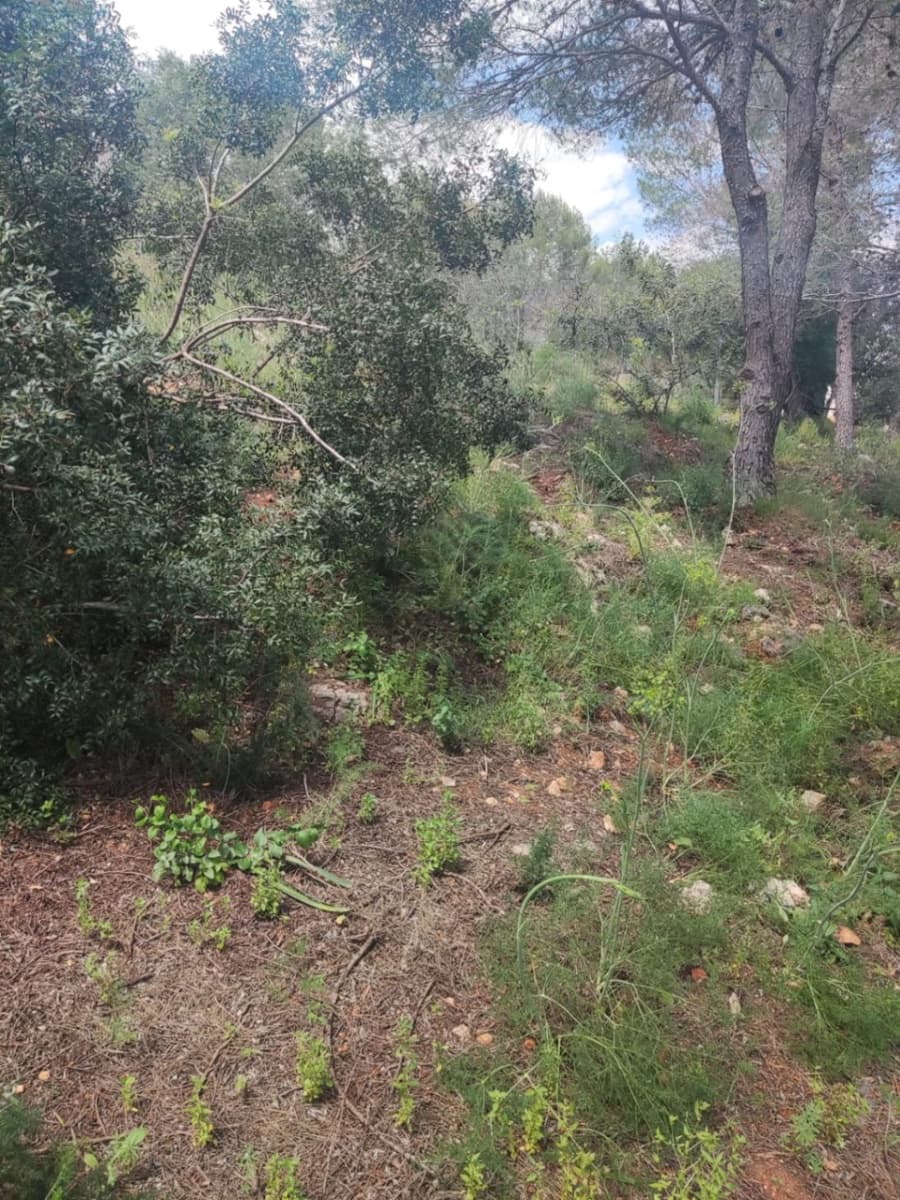 Tomt till salu i Rotova - 39 000 € (Ref: 9625100)