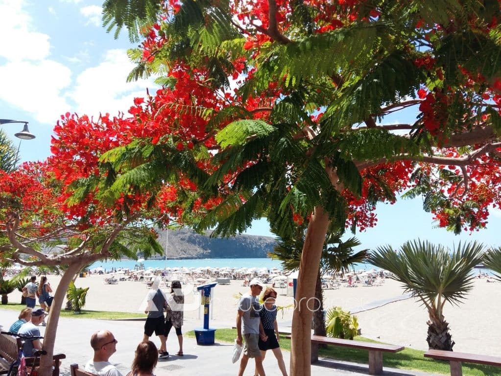 1 bedroom Flat for sale in Arona with pool - € 320,000 (Ref: 9419352)