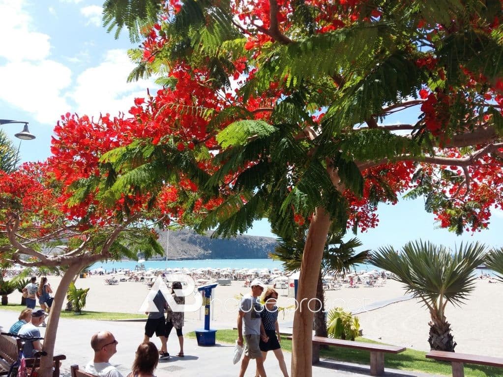 3 bedroom Flat for sale in Arona with pool garage - € 665,000 (Ref: 9500183)