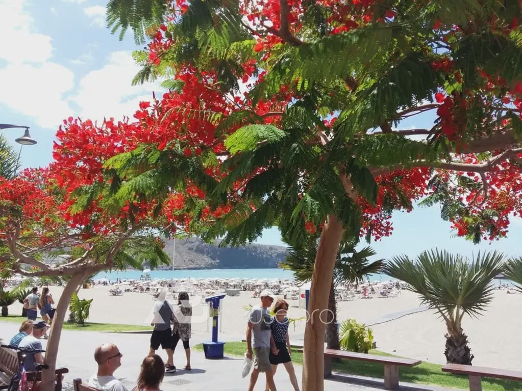 2 Zimmer Wohnung zu verkaufen in Arona mit Pool - 350.000 € (Ref: 9788022)