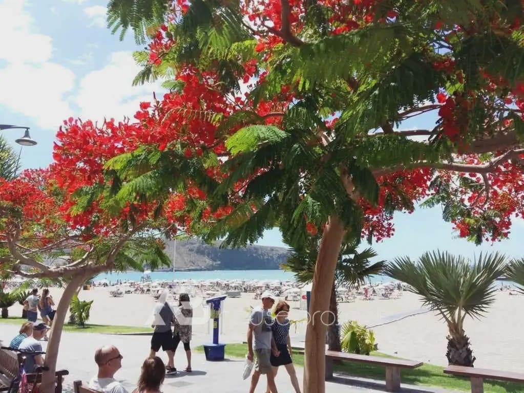 2 soveværelse Lejlighed til salg i Arona - € 385.000 (Ref: 9788023)