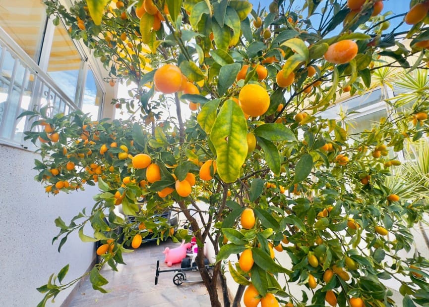 3 sypialnia Willa na sprzedaż w Playa Flamenca z basenem garażem - 349 000 € (Ref: 8512076)