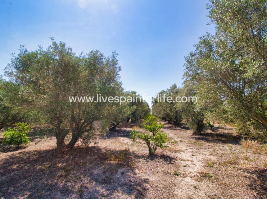 3 camera da letto Finca/Casa di Campagna in vendita in Dolores con piscina garage - 495.000 € (Rif: 10036209)