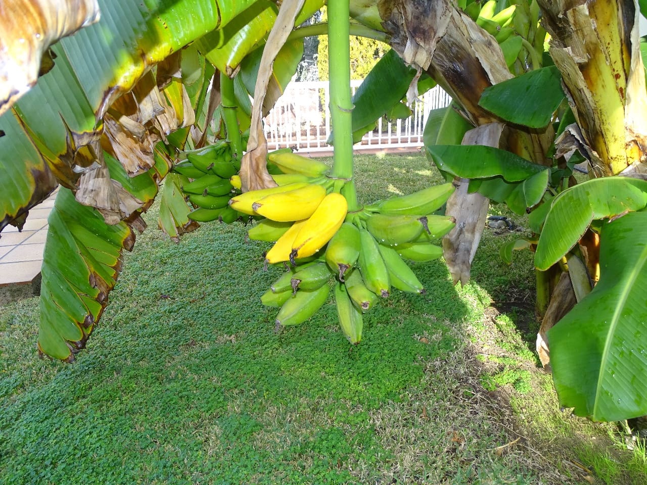 7 soveværelse Finca/Landehus til salg i Santa Pola med swimmingpool garage - € 2.100.000 (Ref: 7366884)