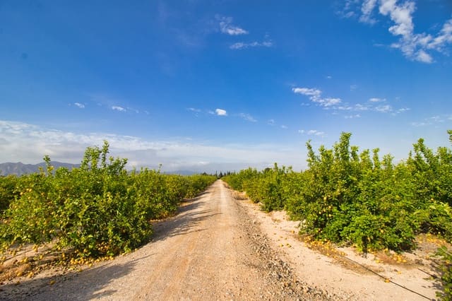 Finca/Hus på landet till salu i Albatera - 224 000 € (Ref: 8244442)