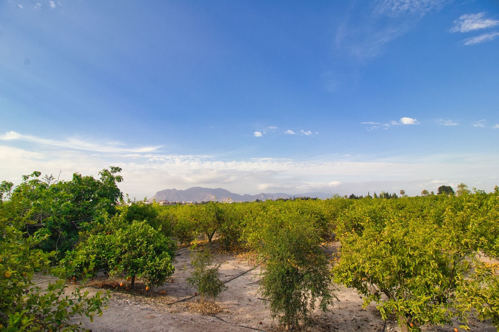 Byggegrund til salg i Albatera - € 224.000 (Ref: 8260264)