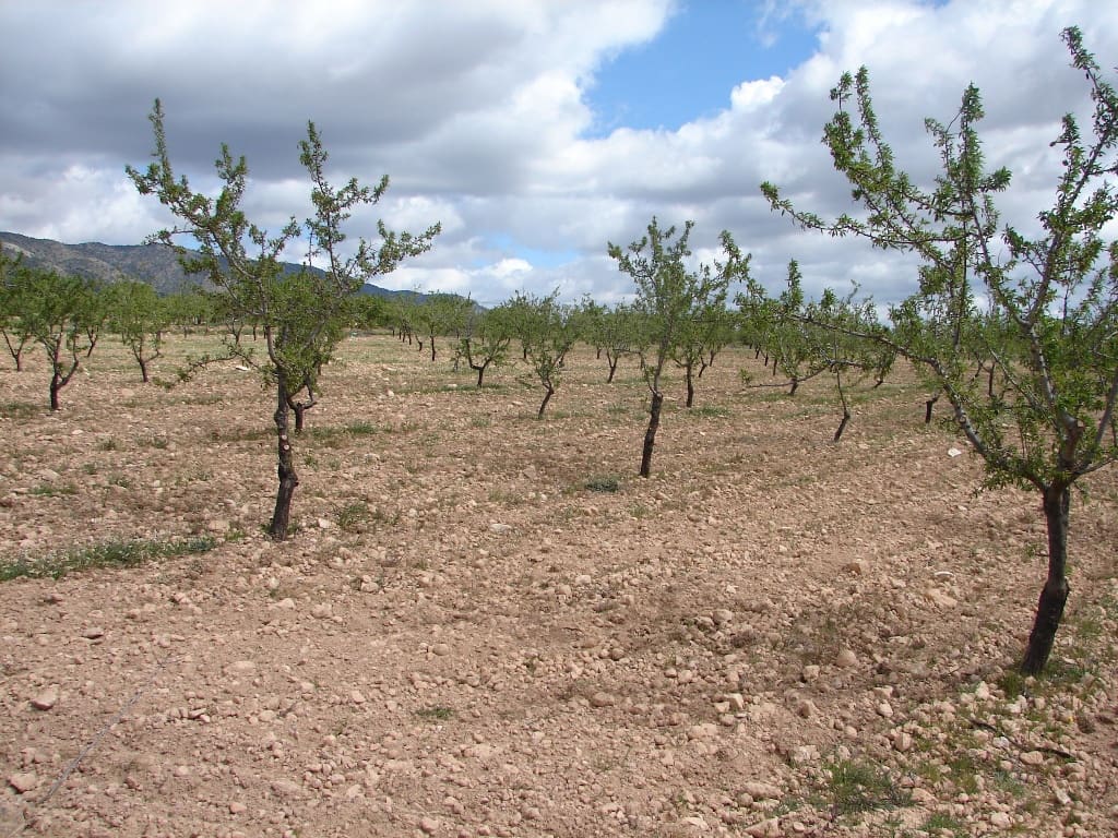 Byggetomt til salgs i Pinoso - € 40 000 (Ref: 8426762)