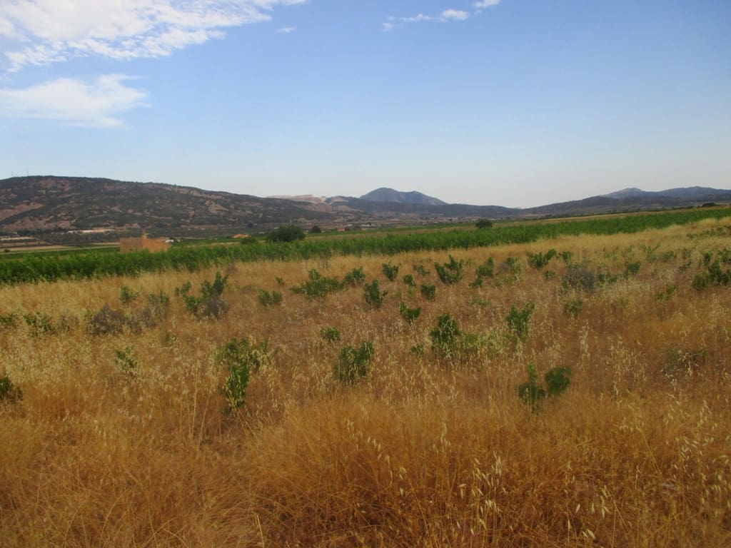 Byggetomt til salgs i Pinoso - € 40 000 (Ref: 8426762)