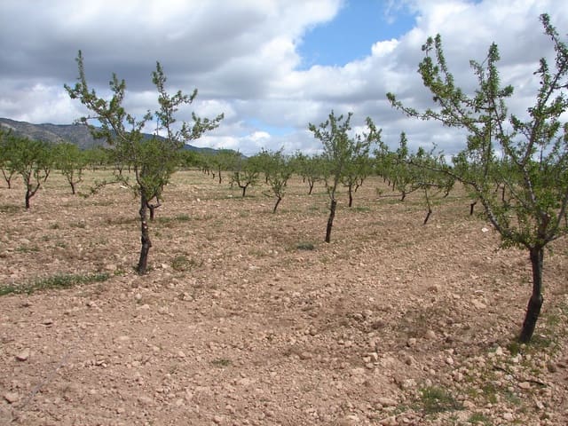 Bouwgrond te koop in Pinoso - € 40.000 (Ref: 8426762)