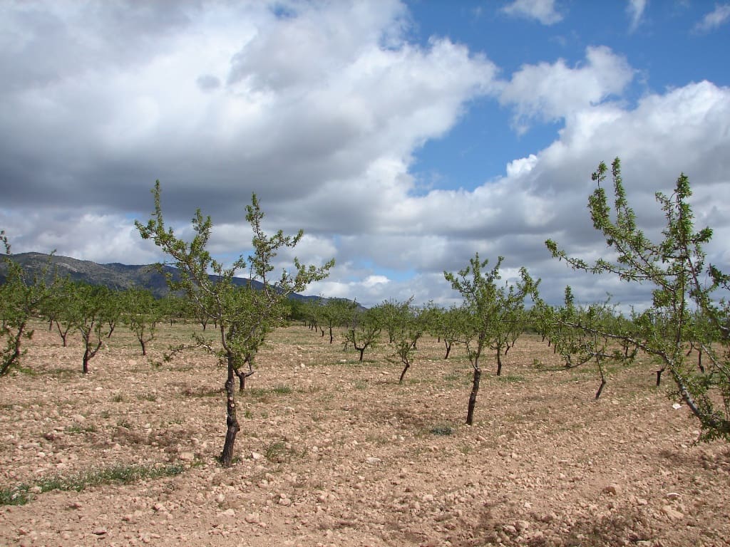 Byggetomt til salgs i Pinoso - € 40 000 (Ref: 8426762)