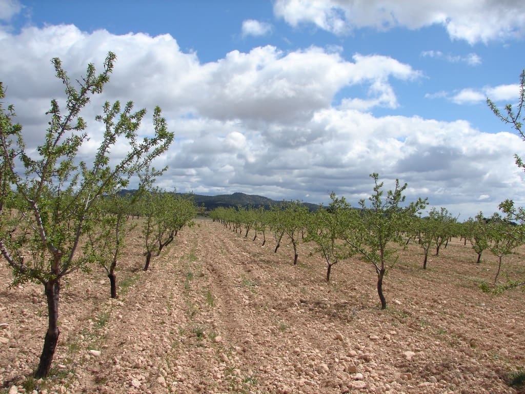 Byggetomt til salgs i Pinoso - € 40 000 (Ref: 8426762)