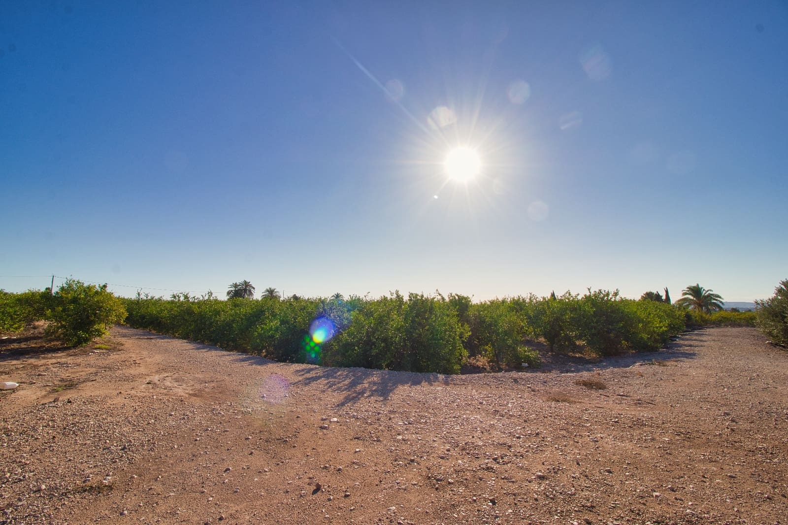Bauplatz zu verkaufen in Albatera - 240.000 € (Ref: 8605716)