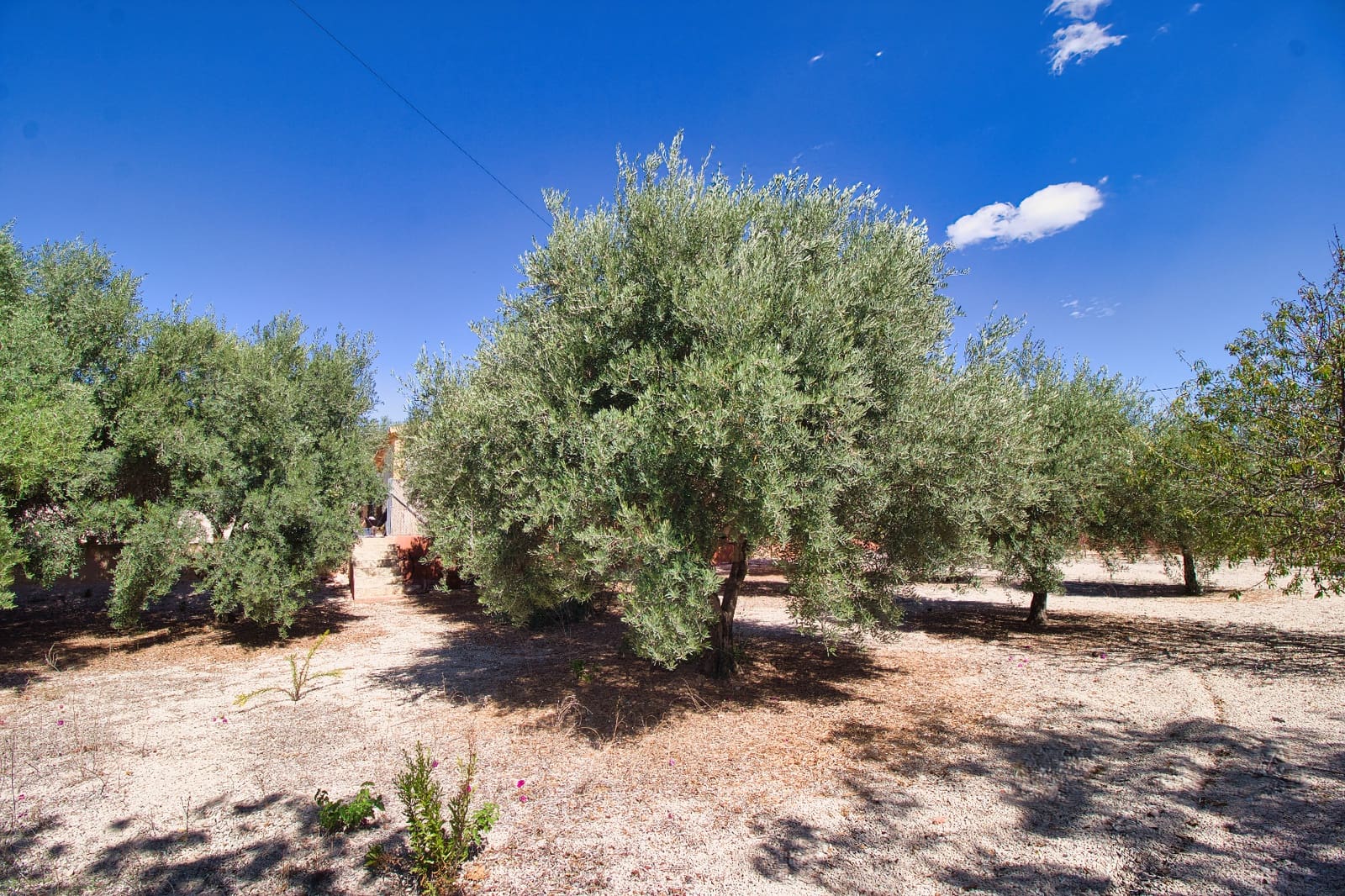 Finca/Casa Rural de 6 habitaciones en Albatera en venta con piscina - 329.995 € (Ref: 9101499)