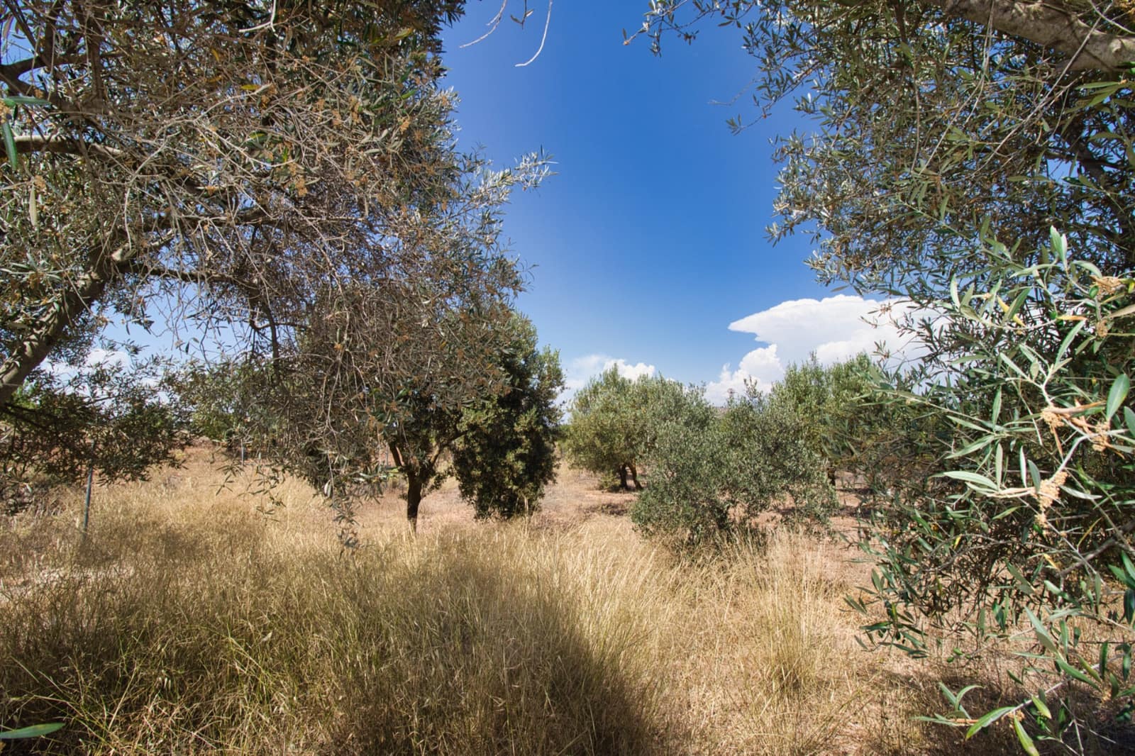 5 soveværelse Finca/Landehus til salg i Alicante by med swimmingpool - € 395.000 (Ref: 9205285)