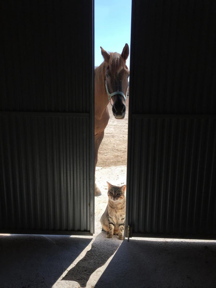 3 soverom Finca/Herregård til salgs i Torre del Rico - € 510 000 (Ref: 9293213)