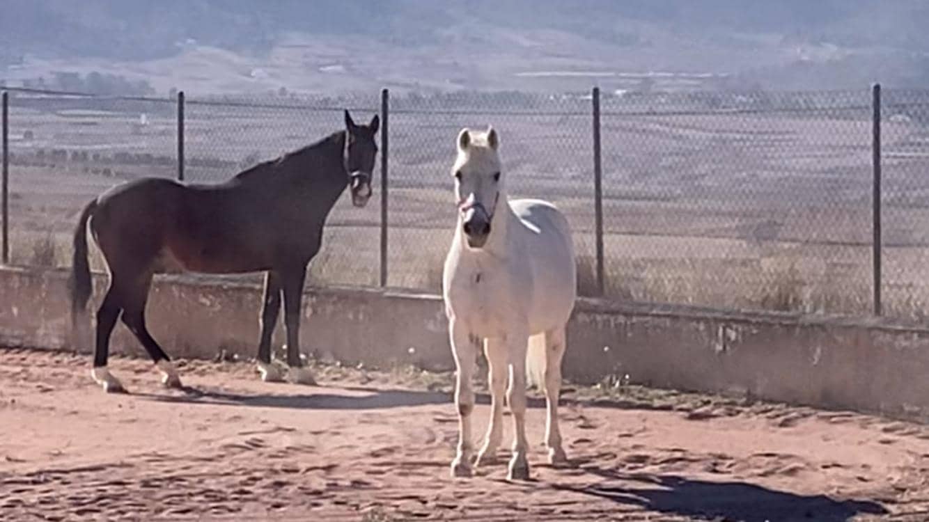 3 soverom Finca/Herregård til salgs i Torre del Rico - € 510 000 (Ref: 9293213)