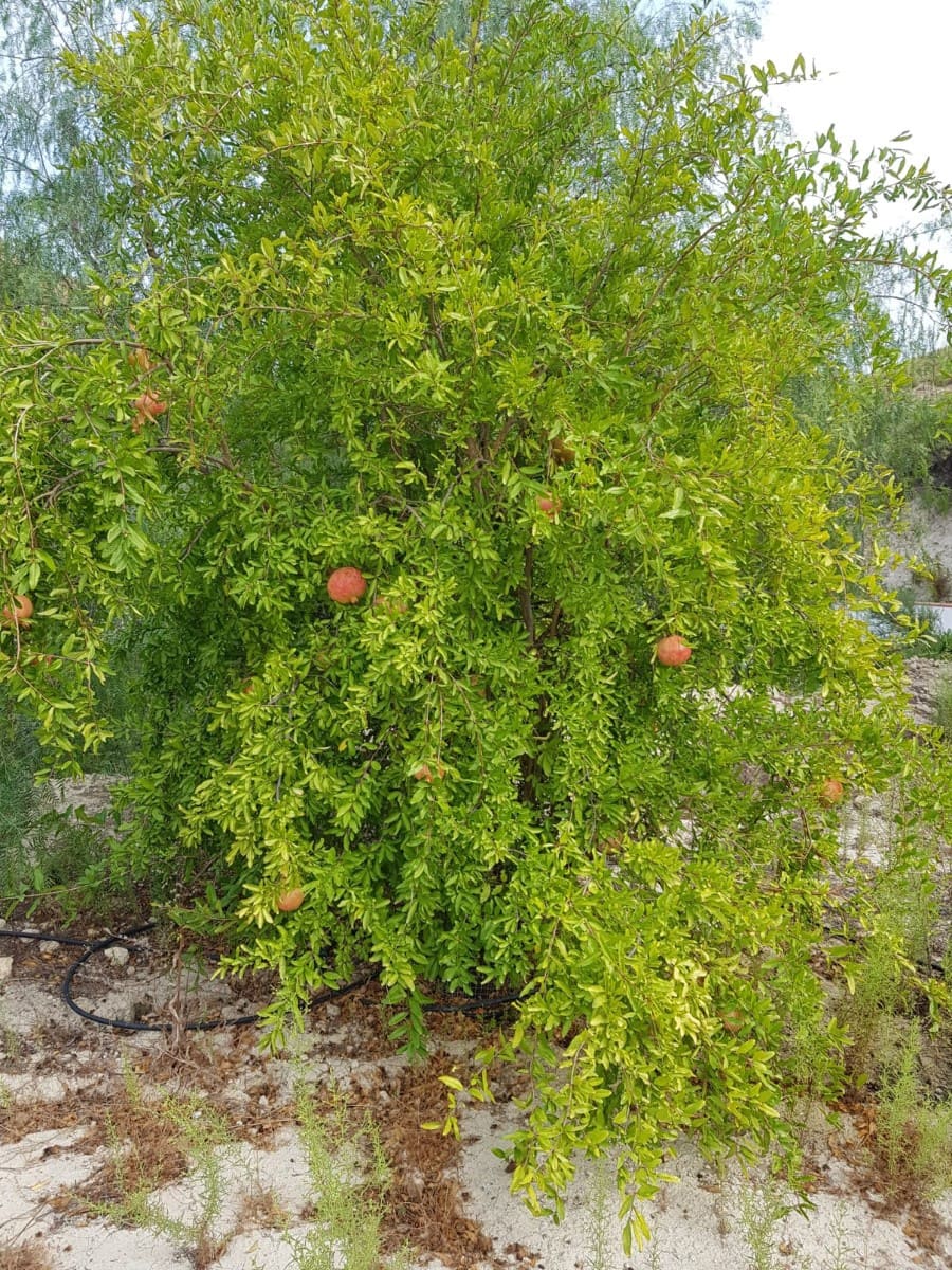 5 slaapkamer Finca/Landhuis te koop in Crevillente / Crevillent met zwembad garage - € 245.000 (Ref: 9363175)