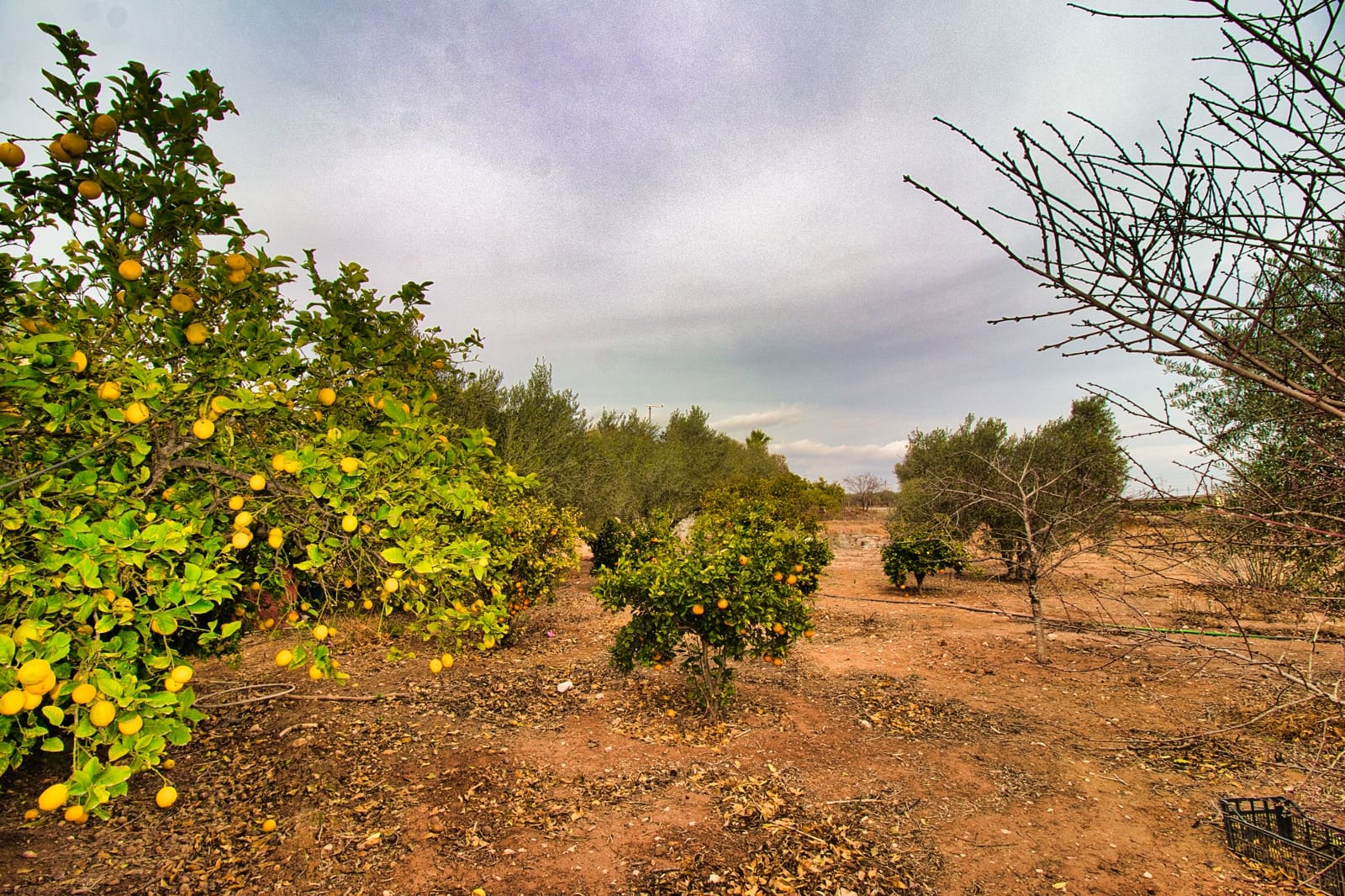 4 slaapkamer Finca/Landhuis te koop in Crevillente / Crevillent met zwembad - € 359.000 (Ref: 9378365)