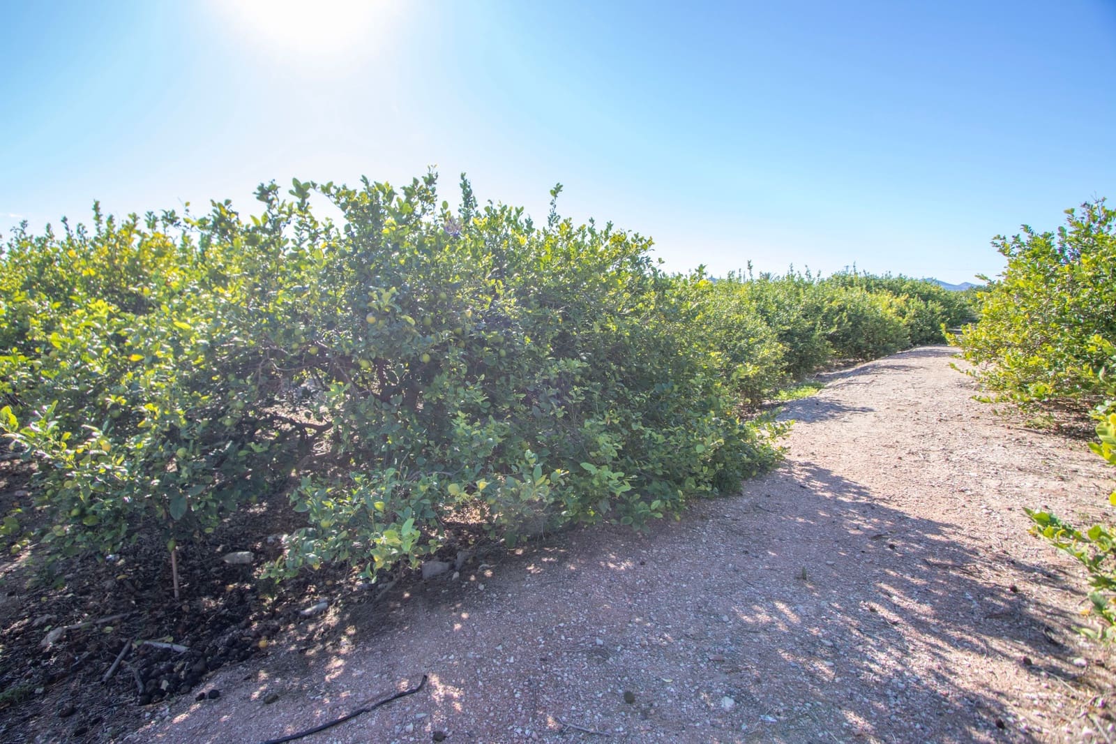 4 soveværelse Finca/Landehus til salg i Albatera med swimmingpool - € 450.000 (Ref: 9434576)