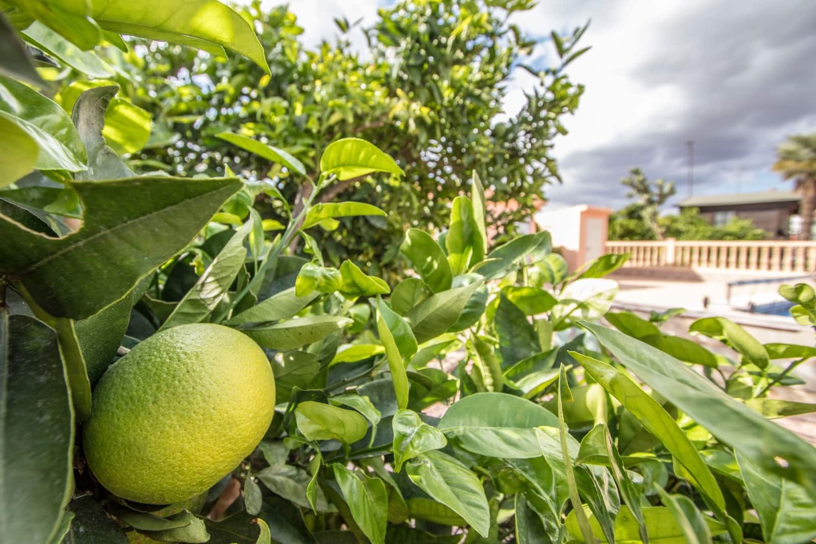 4 camera da letto Finca/Casa di Campagna in vendita in Crevillente / Crevillent con piscina garage - 350.000 € (Rif: 9436158)