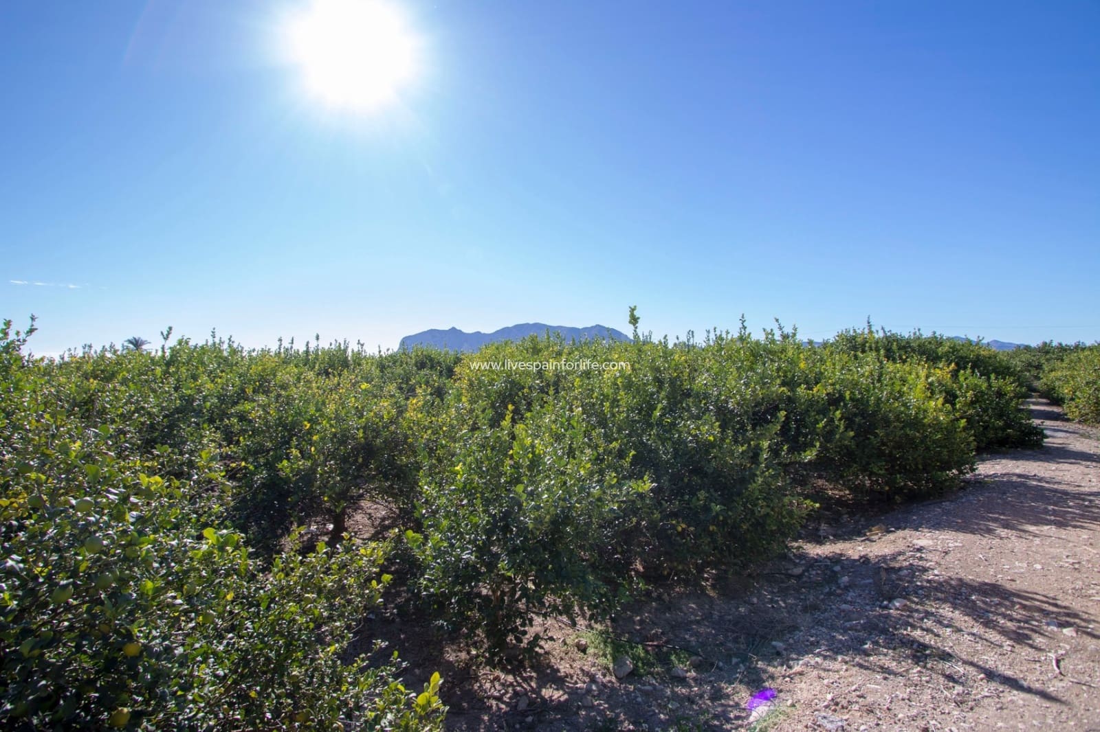 4 bedroom Finca/Country House for sale in Albatera with pool - € 450,000 (Ref: 9528745)