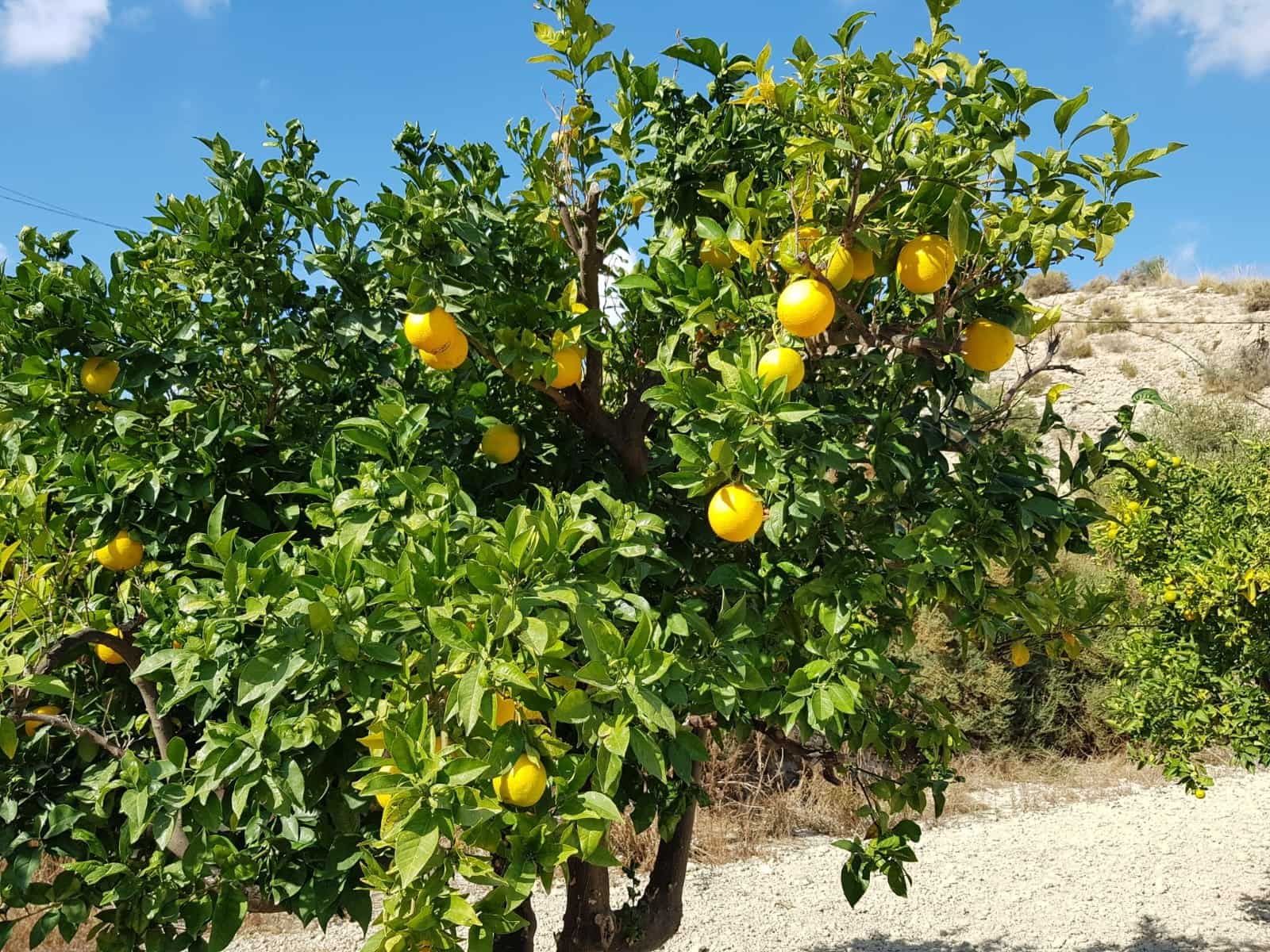 5 sovrum Finca/Hus på landet till salu i Alicante stad med pool garage - 245 000 € (Ref: 9528759)