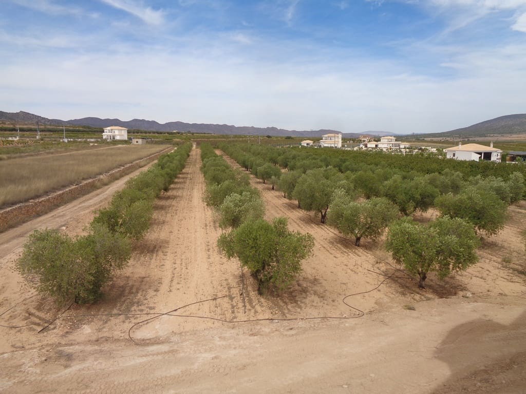 Finca/Casa Rural de 4 habitaciones en Pinoso en venta con piscina - 399.000 € (Ref: 9549876)