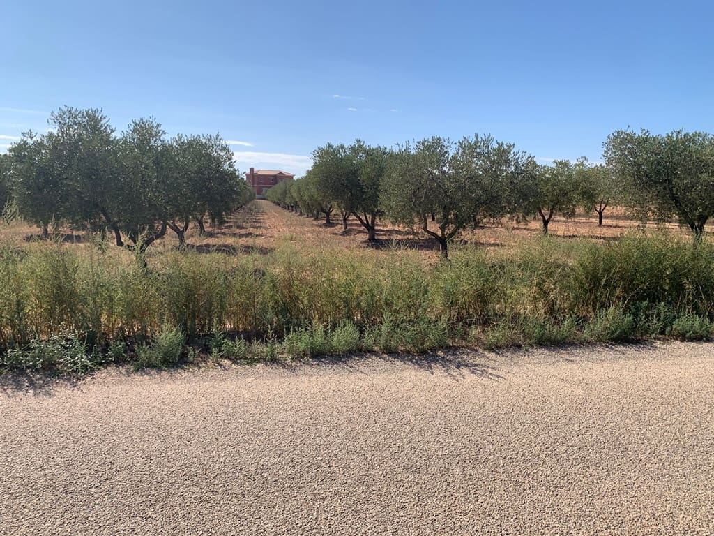 Finca/Casa Rural de 4 habitaciones en Pinoso en venta con piscina - 399.000 € (Ref: 9549876)