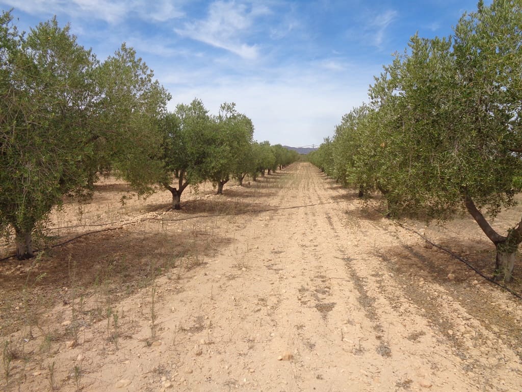 4 soveværelse Finca/Landehus til salg i Alicante by med swimmingpool - € 399.000 (Ref: 9549877)