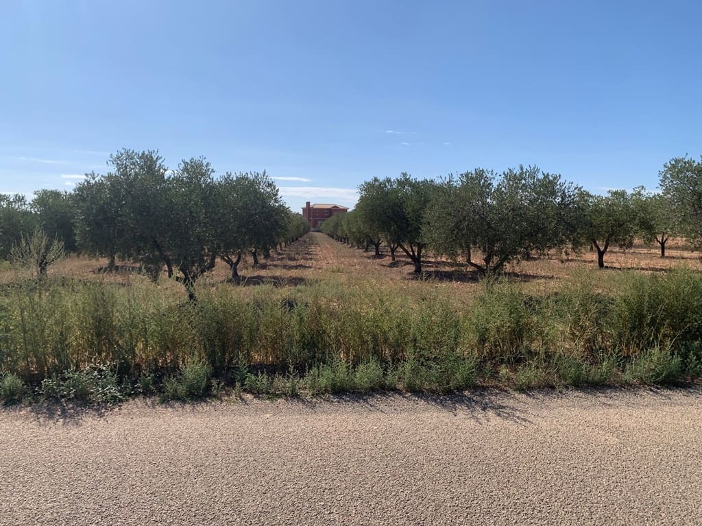 4 soveværelse Finca/Landehus til salg i Alicante by med swimmingpool - € 399.000 (Ref: 9549877)