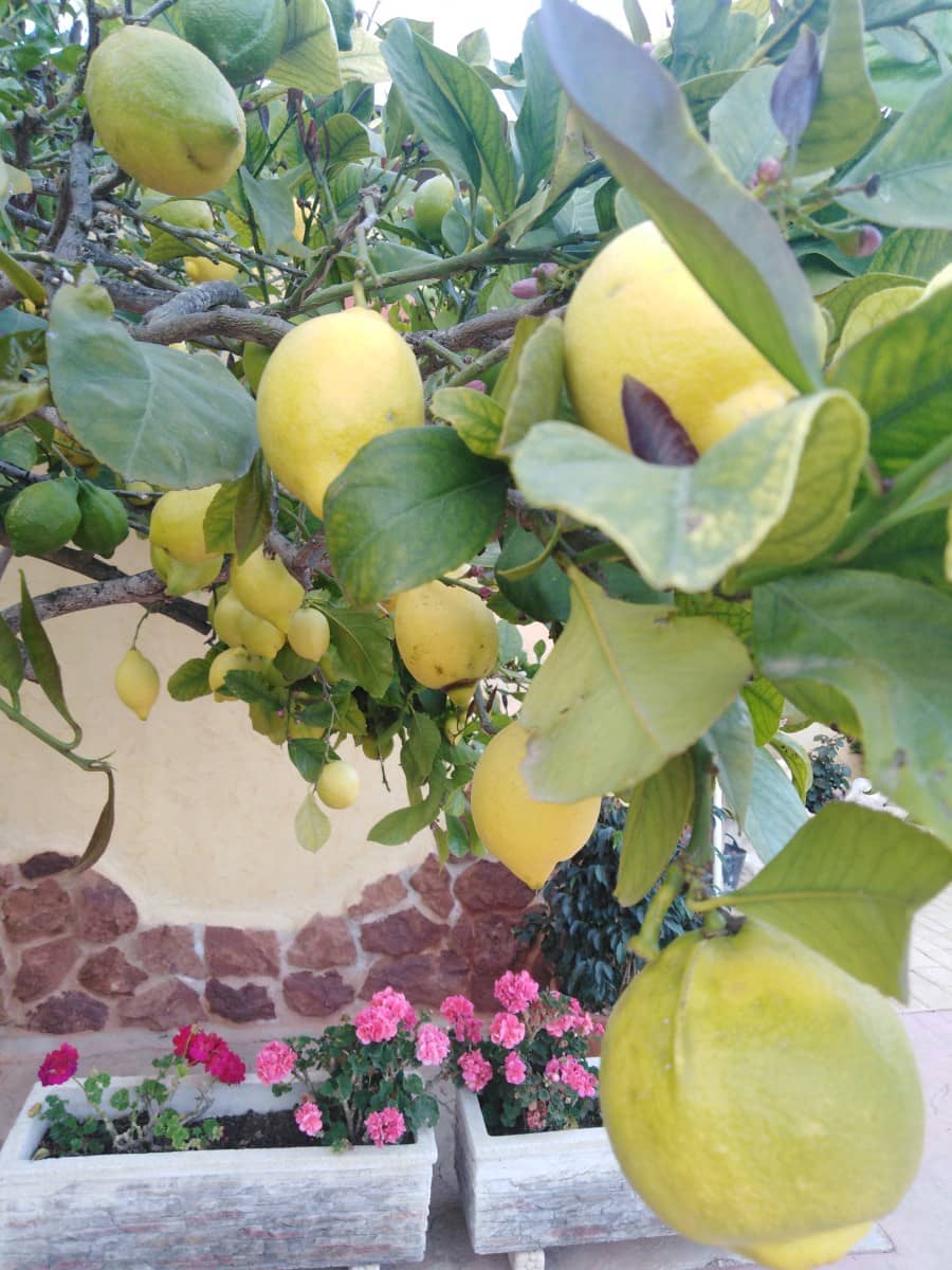 6 bedroom Finca/Country House for sale in Alicante / Alacant city with pool garage - € 850,000 (Ref: 9588246)