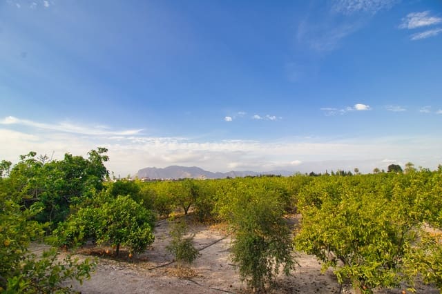 Area Edificabile in vendita in Albatera - 224.000 € (Rif: 9588251)