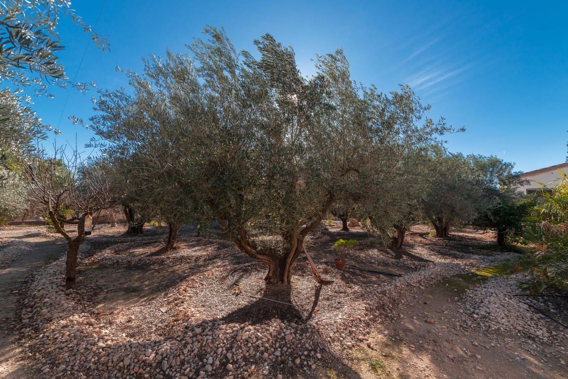 3 bedroom Finca/Country House for sale in Albatera with pool - € 330,000 (Ref: 9603302)