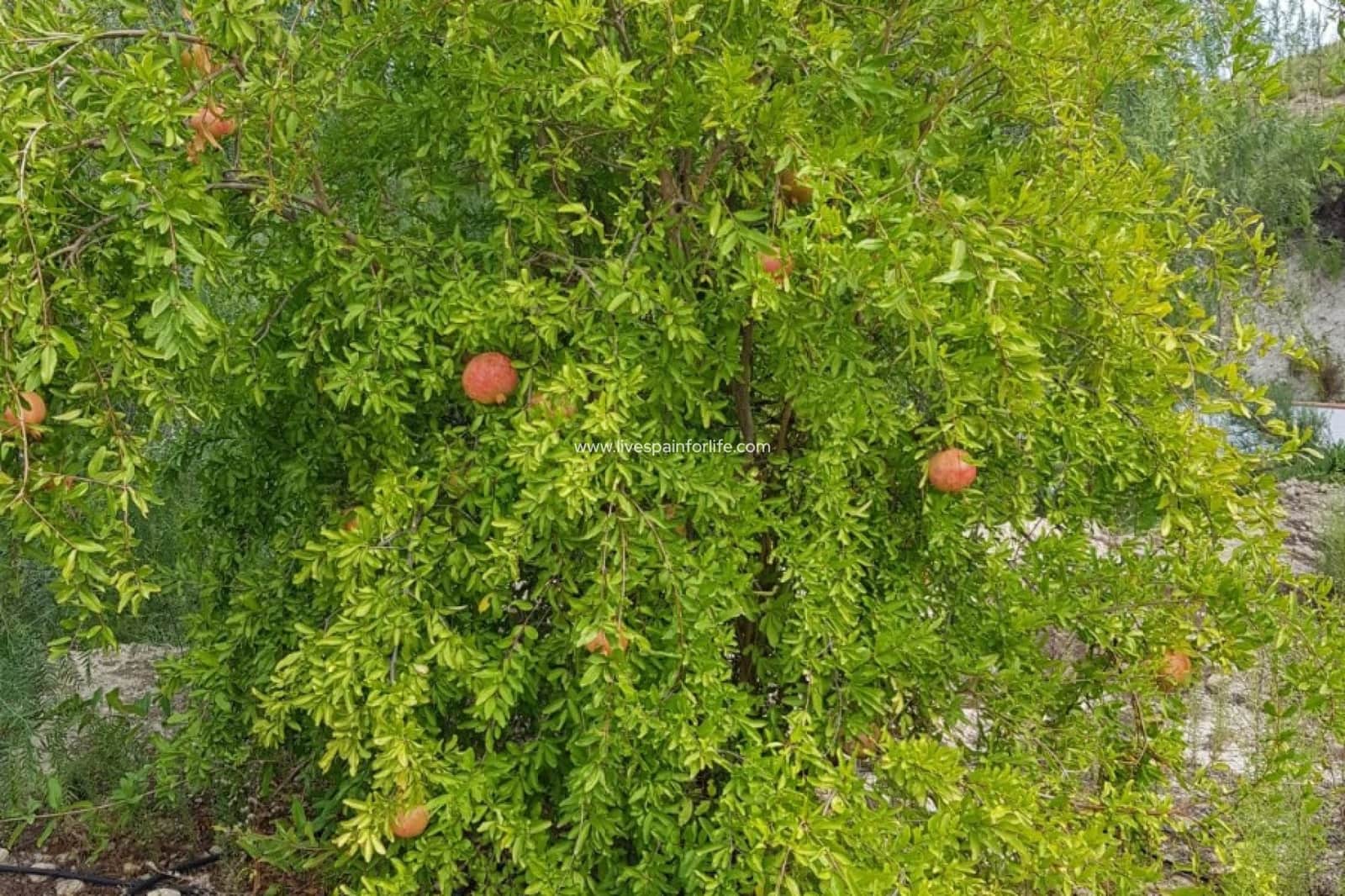 5 bedroom Finca/Country House for sale in Crevillente / Crevillent with pool garage - € 245,000 (Ref: 9628269)