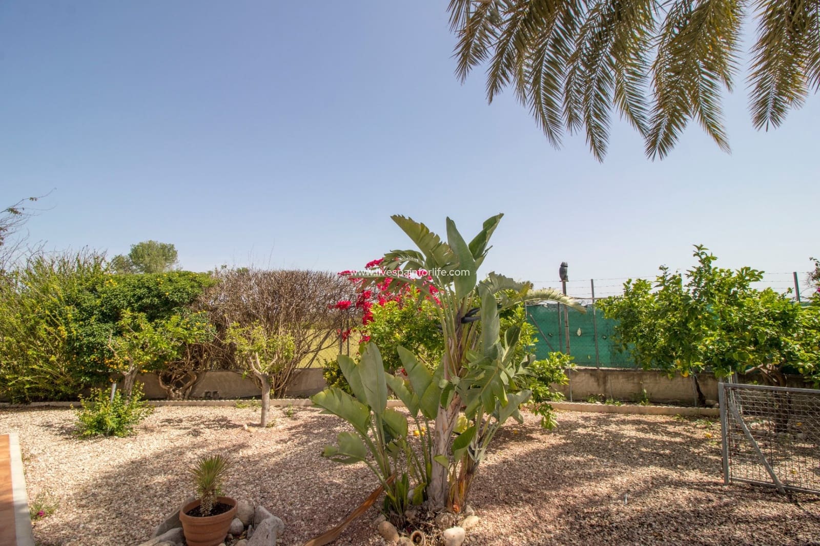 3 camera da letto Finca/Casa di Campagna in vendita in Albatera con piscina - 299.995 € (Rif: 9669091)