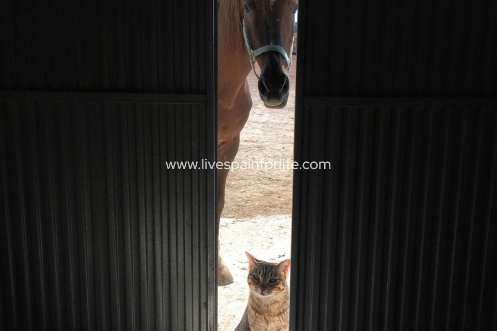 3 sovrum Finca/Hus på landet till salu i Torre del Rico - 510 000 € (Ref: 9684229)