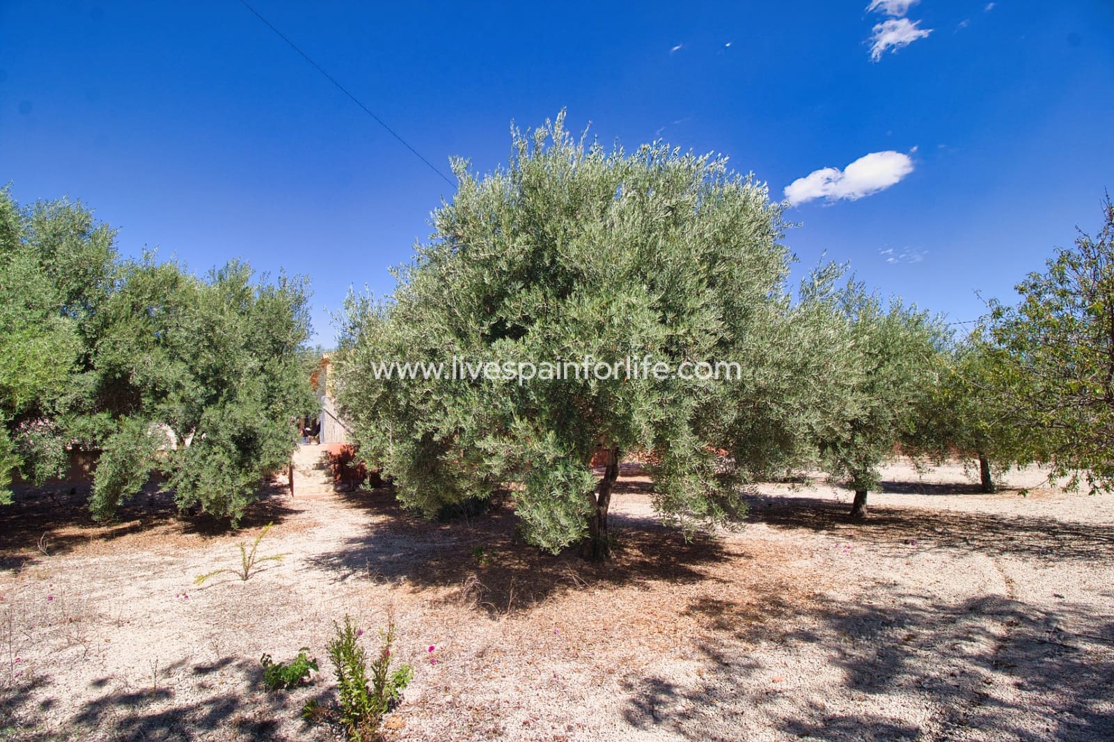 6 soveværelse Finca/Landehus til salg i Albatera med swimmingpool - € 280.000 (Ref: 9707899)